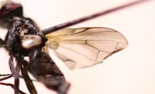 Phasia obesa